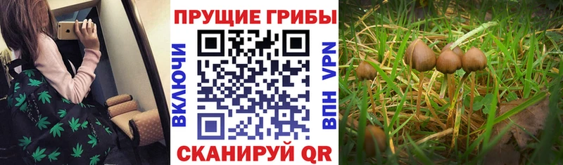 Псилоцибиновые грибы Cubensis  Купить закладки  Буинск 